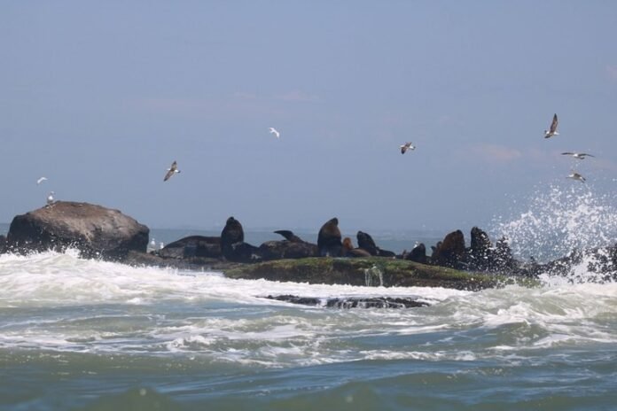 Onde ver lobos e leões-marinhos no litoral do Brasil