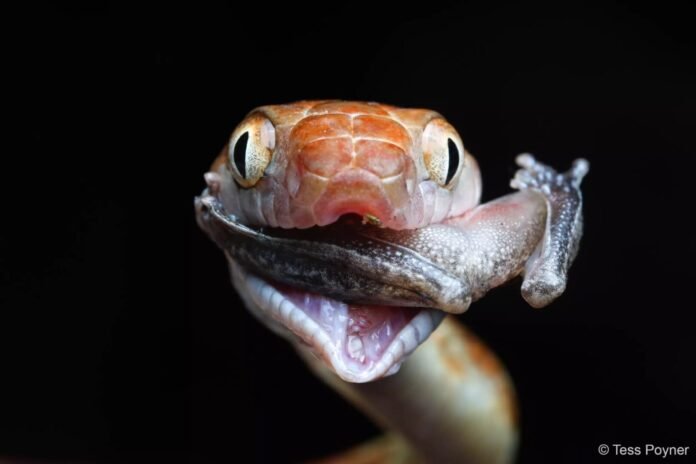 Concurso australiano premia fotos incríveis de animais Concurso australiano premia fotos incríveis de animais