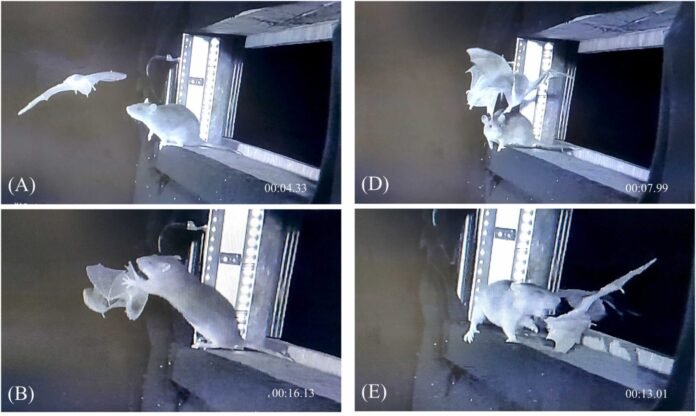 Ratos caçam morcegos na Alemanha em vídeos inusitados