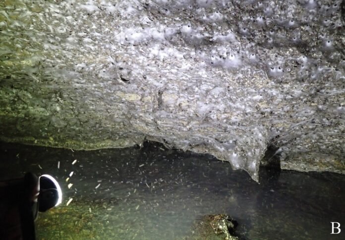 Maior teia de aranha do mundo achada em caverna de enxofre