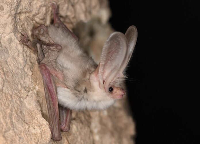 Imagens inéditas revelam morcego raro em seu habitat